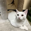 adoptable Cat in  named Feta - CP