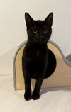 adoptable Cat in , SC named Cayden - MS
