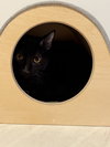 Cayden - MS - Photo 2