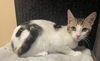 adoptable Cat in , SC named Chesnee - MS