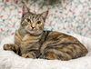 adoptable Cat in , SC named Sage -CL