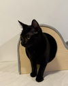 adoptable Cat in , SC named Shimmer - MS