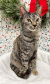 adoptable Cat in , SC named Rosemary - CL