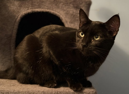 picture of the cat needing adoption