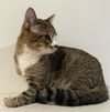 adoptable Cat in , SC named Nudge - MS