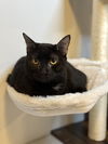 adoptable Cat in , SC named Timber - MS