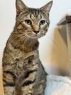 adoptable Cat in Cross Anchor, SC named Scotch - MS