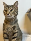 Scotch - MS - Photo 3