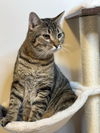 adoptable Cat in Cross Anchor, SC named Tober - MS