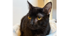 adoptable Cat in  named Rudder - MS