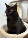 adoptable Cat in cross anchor, SC named Holden - MS