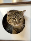 adoptable Cat in Cross Anchor, SC named Tuesday - MS