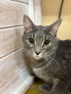 adoptable Cat in Cross Anchor, SC named Onyx - AB/BT