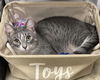 adoptable Cat in Cross Anchor, SC named Opal - AB/BT