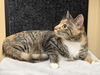 adoptable Cat in Cross Anchor, SC named Roxy - MT