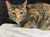Roxy - MT - Photo 2