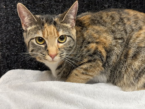 ROXY - MT - Domestic Short Hair available for adoption