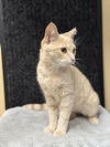 adoptable Cat in Cross Anchor, SC named Charlie - JW