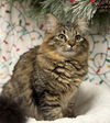 adoptable Cat in cross anchor, SC named Dragonfruit - MT
