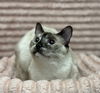 adoptable Cat in Cross Anchor, SC named Coconut -MT