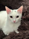 adoptable Cat in Cross Anchor, SC named Coco-JW