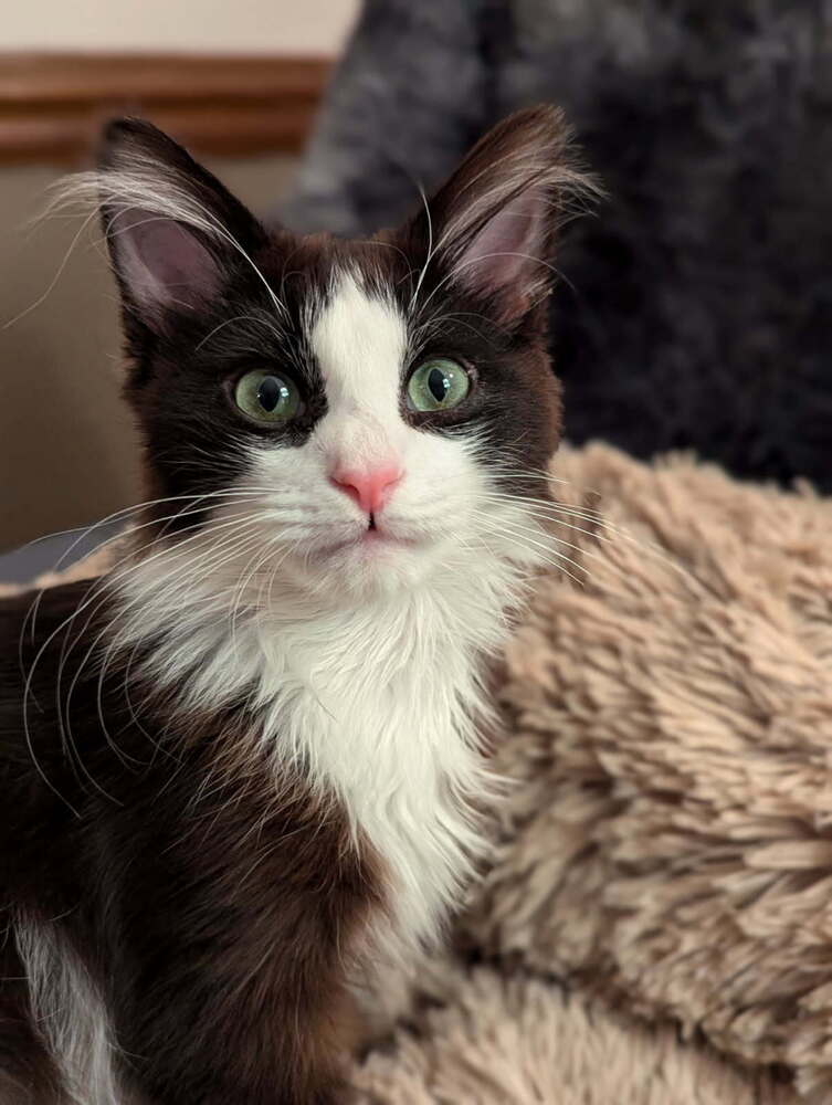 Oscar - Jw