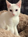 adoptable Cat in cross anchor, SC named Finn-JW