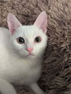 adoptable Cat in , SC named Addie - JW