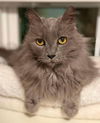 adoptable Cat in  named Miss Muffet - AB