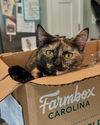 adoptable Cat in , SC named Nova-AB
