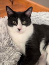 adoptable Cat in cross anchor, SC named Gabe-JW