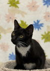 adoptable Cat in , SC named Rummy - MT