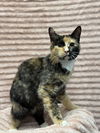 adoptable Cat in , SC named Pineapple - MT