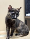 adoptable Cat in , SC named Wiggles - LG