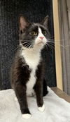 adoptable Cat in , SC named Whiskers - LG