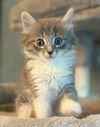 adoptable Cat in  named Poppy - MS