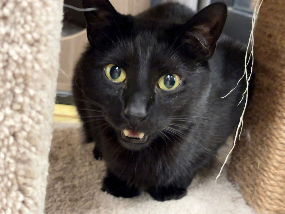 adoptable Cat in Cross Anchor, SC named Vinnie - JLI