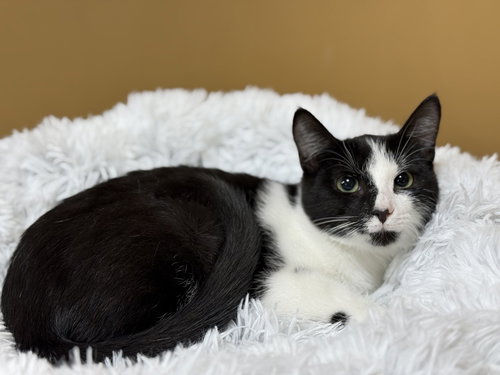 picture of the cat needing adoption