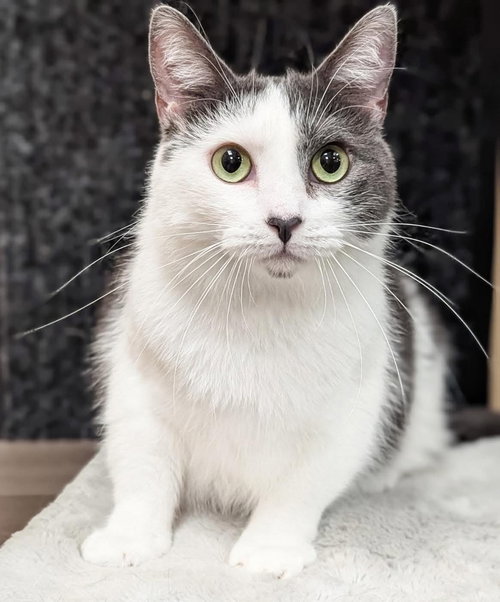picture of the cat needing adoption