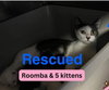 Kendall (Roomba)JW - Photo 3