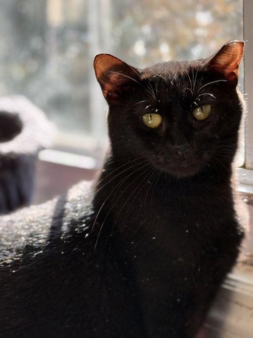 STORM - MS - Domestic Short Hair available for adoption