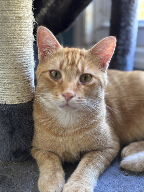 KETTLE CORN - MS - Domestic Short Hair available for adoption