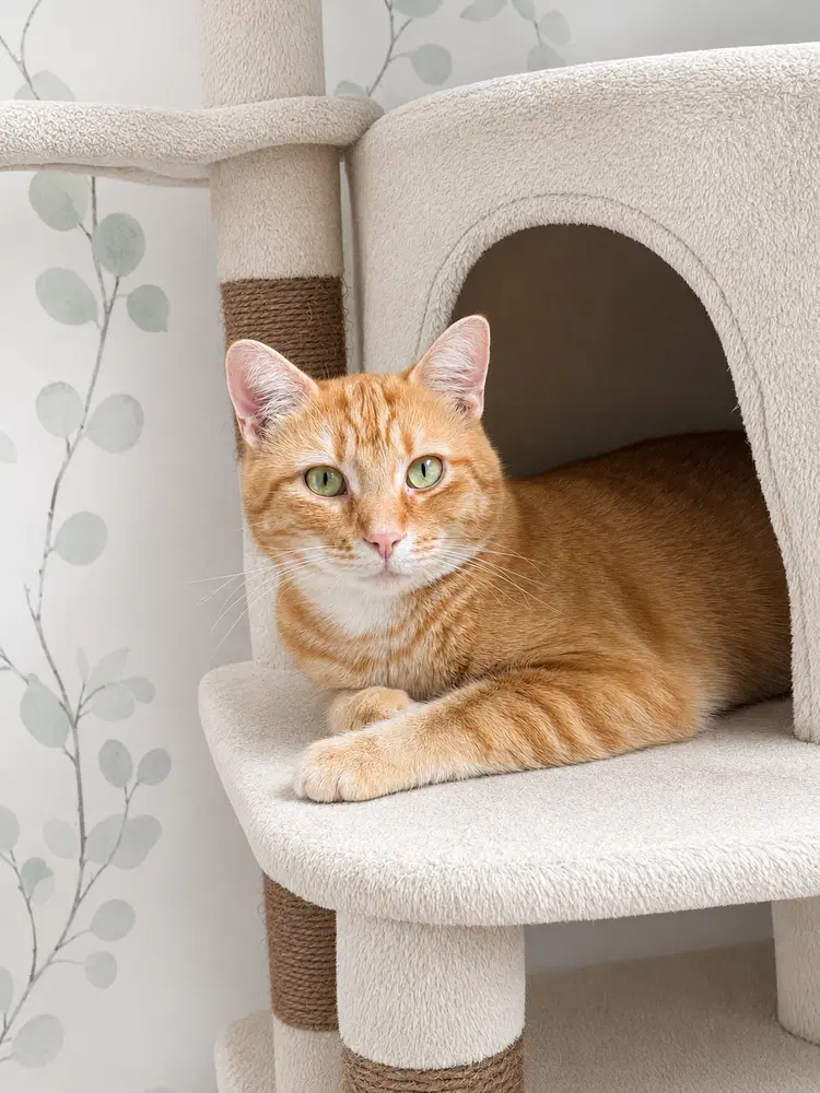 Kettle Corn - Ms - Domestic Short Hair