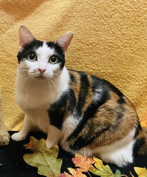 ANASTASIA (ANA) - LF - Domestic Short Hair / Calico available for adoption