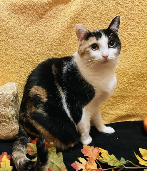 EVANGELINE (EVA) - LF - Domestic Short Hair / Calico available for adoption