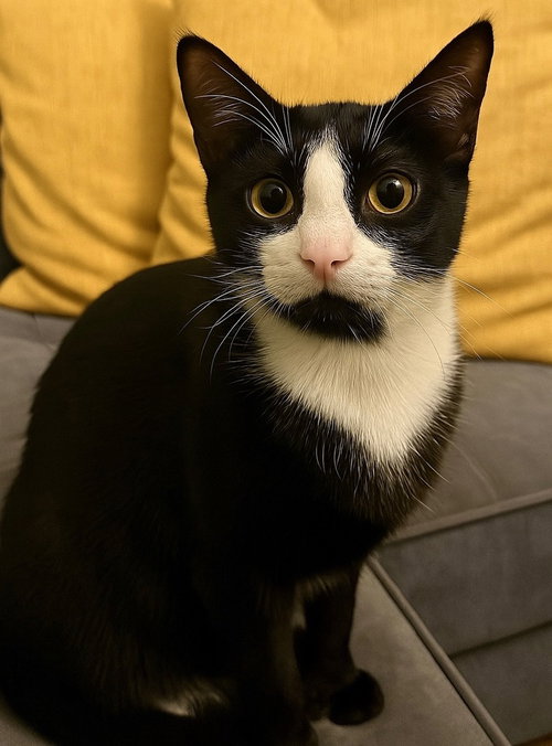 CHEVY - MT - Domestic Short Hair available for adoption