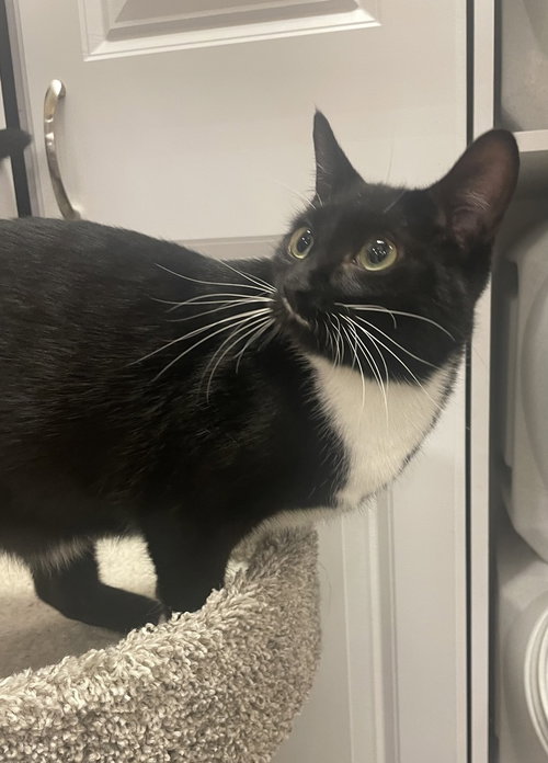 picture of the cat needing adoption