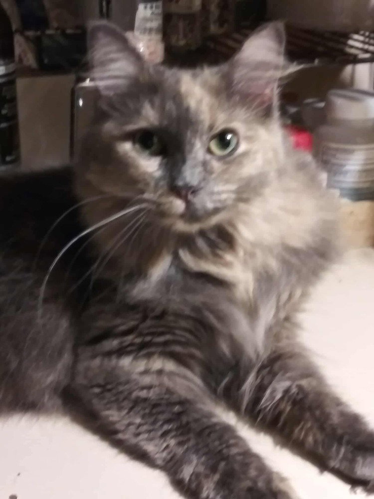 Mimi - TD Image