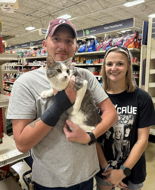 picture of the cat needing adoption