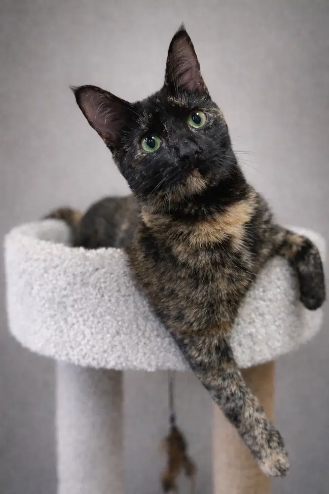 Toffee - Jli - Domestic Short Hair